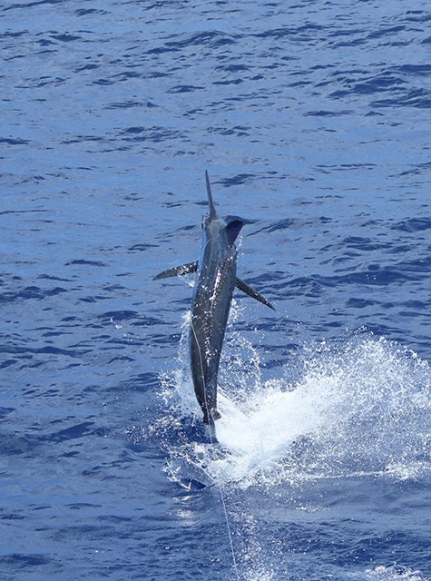 ANGLER: charter client SPECIES: Blue Marlin WEIGHT: Est 250lb LURE: JB Lures Big Dingo.